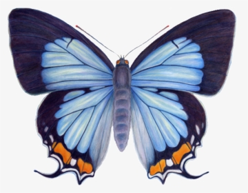 Imperial Blue Butterfly, HD Png Download, Free Download