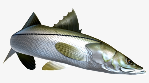 Sea Bass, HD Png Download, Free Download