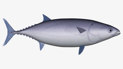 Spacer - Albacore Fish, HD Png Download, Free Download