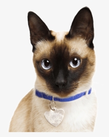 Siamese Cats, HD Png Download, Free Download