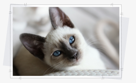 Siamese, HD Png Download, Free Download