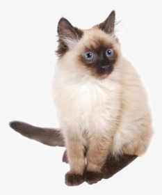 Himalayan Persian1 Copy - Burmese And Siamese Cat, HD Png Download, Free Download