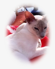 Tonkinese, HD Png Download, Free Download