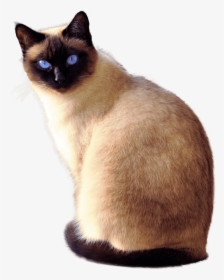 Siamese Cat Transparent Background, HD Png Download, Free Download