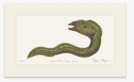 Transparent Eel Baby Sea - Serpent, HD Png Download, Free Download