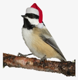 A Great Chickadee With Santa Hat - Massachusetts State Bird, HD Png Download, Free Download