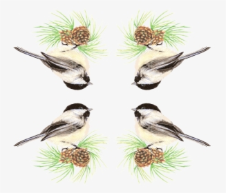 Transparent Chickadee Png - Black Capped Chickadee, Png Download, Free Download