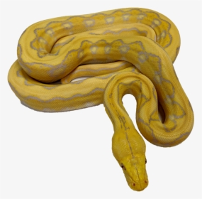 Burmese Python, HD Png Download, Free Download