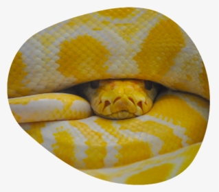 Burmese Python, HD Png Download, Free Download