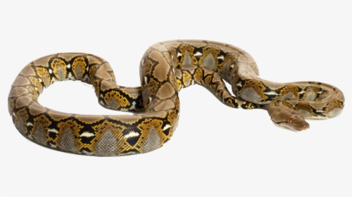 Burmese Python Transparent Background, HD Png Download, Free Download