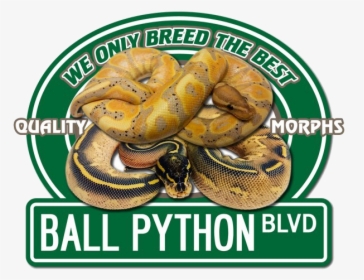 Ballpythonblvd - Boa Constrictor, HD Png Download, Free Download
