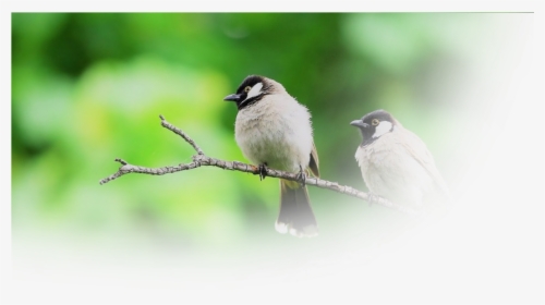 Birds Products - Black Capped Chickadee, HD Png Download, Free Download