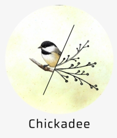 Transparent Chickadee Png - Black Capped Chickadee, Png Download, Free Download
