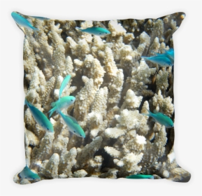 Pillow Mockup 20 Original - Great Barrier Reef, HD Png Download, Free Download
