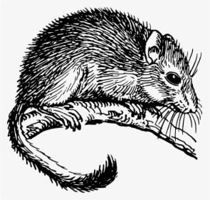 Dormouse - Dormouse Clipart Black And White, HD Png Download, Free Download