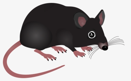Mouse, Home, Animal, Rodent, Pest, Small, Hair, Black - หนู Png, Transparent Png, Free Download