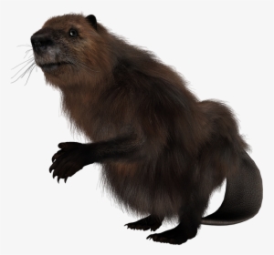 Beaver, Rodent, Animal, Mammal, Wildlife, Fur, Forest - Prairie Dog, HD Png Download, Free Download