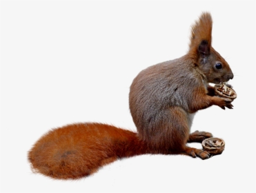 Squirrel, Isolated, Nature, Forest, Nager, Rodent - Squirrel, HD Png Download, Free Download
