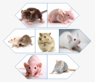 Rodent Tumor Models - Hamster, HD Png Download, Free Download