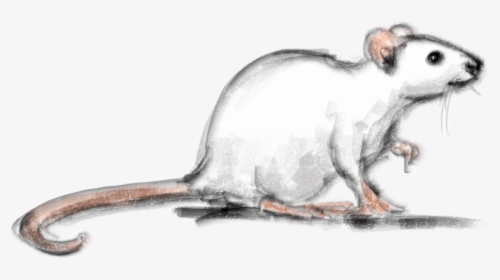 Drawn Rodent Painting - Realistic Mouse Pencil Drawing, HD Png Download, Free Download