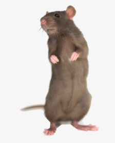 Mouse Free Desktop Background - Mouse Animal Standing Up, HD Png Download, Free Download