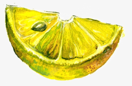 Water Yellow Lemon Cartoon Transparent - Moths And Butterflies, HD Png Download, Free Download