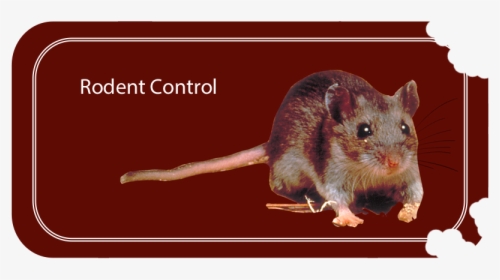 Rodent Control - Mouse, HD Png Download, Free Download
