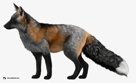 Pet Silver Red Fox, HD Png Download, Free Download