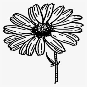 Transparent Daisy Clip Art - Daisy Black And White Clipart, HD Png Download, Free Download