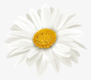 Transparent Daisy Outline Png, Png Download, Free Download