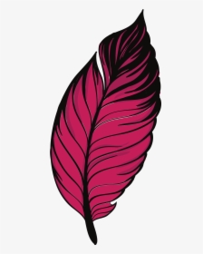 Transparent Feather Outline Clipart - Feather, HD Png Download, Free Download