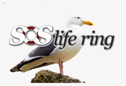 Great Black-backed Gull, HD Png Download, Free Download