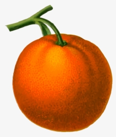 Tomato,mandarin Orange,plant - Png Images Low Resolution, Transparent Png, Free Download