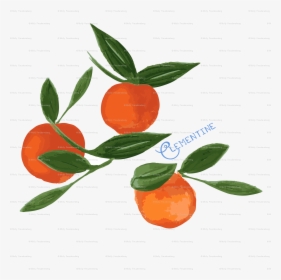 Clementine Clip Art, HD Png Download, Free Download
