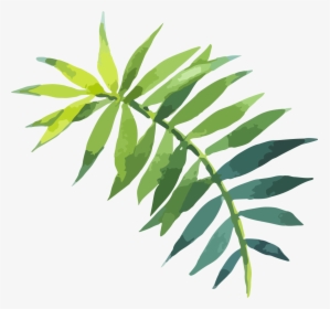 Twig Vector Curry Leaf - Watercolor Tropical Leaves Png, Transparent Png, Free Download