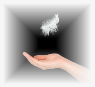 Transparent Plumas Png - Feathers Falling, Png Download, Free Download