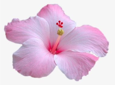 Flower, Pink Flower, Pink, Garden, Pink Petals, Nice - Transparent Pink Hibiscus, HD Png Download, Free Download