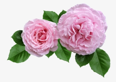 Rose, Pink, Ruffled Petals Cut Out - Rose Cut Out Transparent, HD Png Download, Free Download