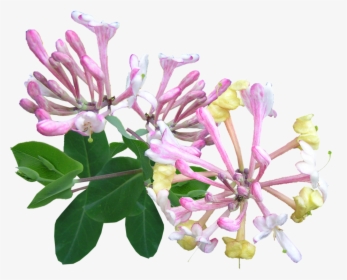 Honeysuckle Vines Transparent Background, HD Png Download, Free Download