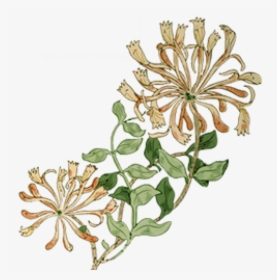 Transparent May Flowers Png - Botanical Drawing Honeysuckle Png, Png Download, Free Download