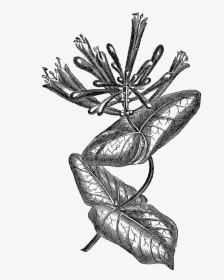 Honeysuckle Drawing Botanical - Botanical Honeysuckle Illustrations, HD Png Download, Free Download