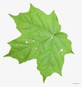 Transparent Maple Leaves Png - Transparent Leaf Texture Png, Png Download, Free Download