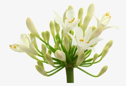 Japanese Honeysuckle, HD Png Download, Free Download