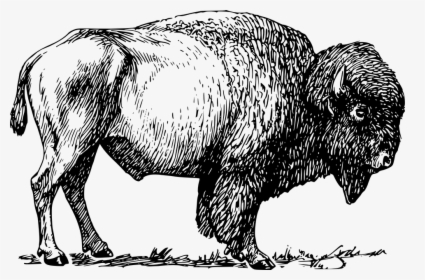 Ubisafe Image Result For - Buffalo Black And White, HD Png Download, Free Download