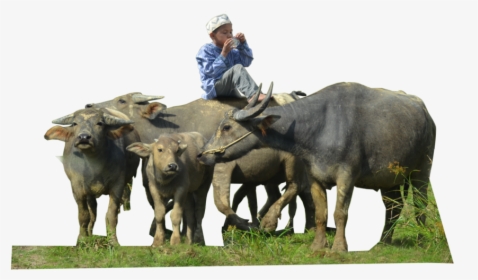 Water Buffalo Png Free Download - Herd Of Buffalo Png, Transparent Png, Free Download