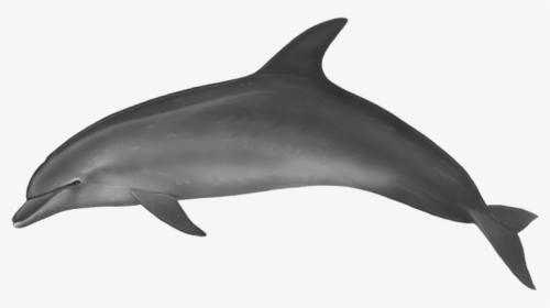 Dolphin Body, HD Png Download, Free Download