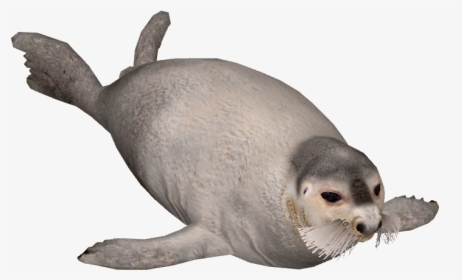 Bearded Seal Png, Transparent Png, Free Download