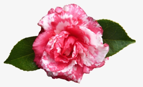 Camellia, Flower, Spring - Camélia Png, Transparent Png, Free Download