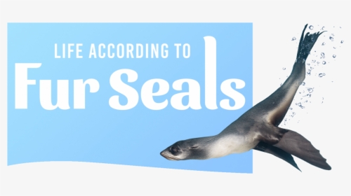 Transparent Seal Animal Png - Net Combo, Png Download, Free Download