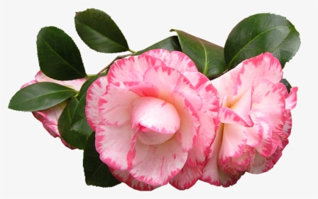 Camellia, Flowers, Leaves, Pink - Camélias Png, Transparent Png, Free Download